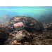 Coșuleț feeder Delphin RiverSTIX 100gr 120gr 150gr 170gr 