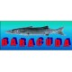 Baracuda-Alcedo Baracuda-Alcedo
