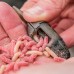 Momitor Preston ICS In-Line Maggot Feeder Small 30g